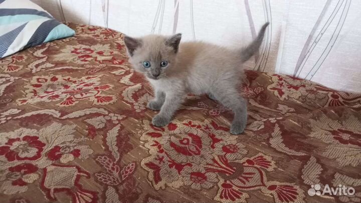 Отдам бесплатно