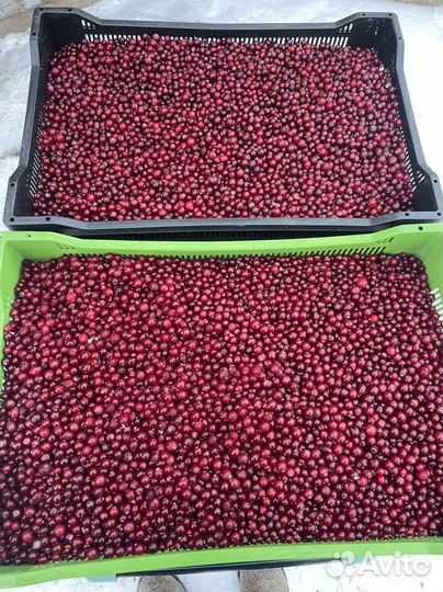 Клюква, черника, брусника, облепиха, малина и др