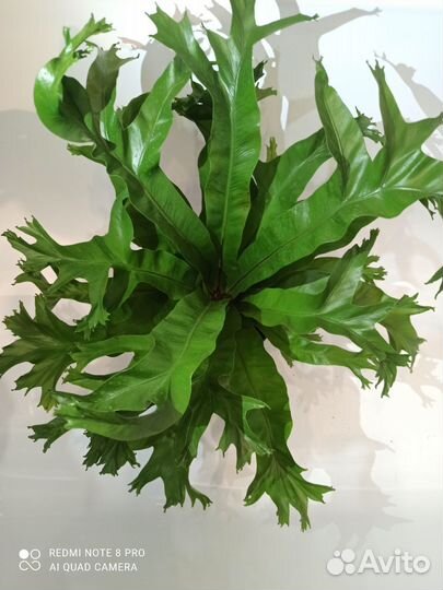 Папоротник асплениум