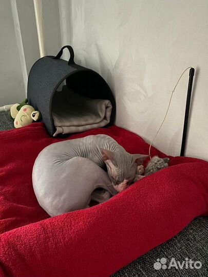 Донской сфинкс вязка