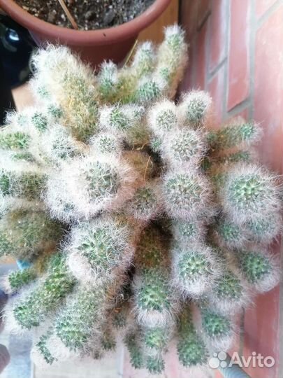 Кактусы и суккуленты