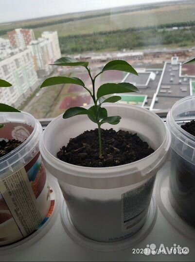 Саженцы мандарина