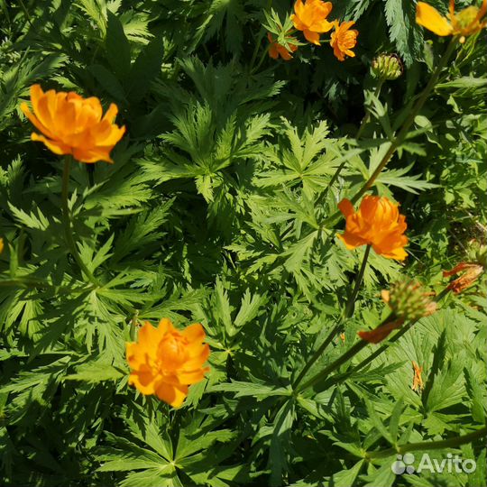 Ранние цветы купальница многолетние