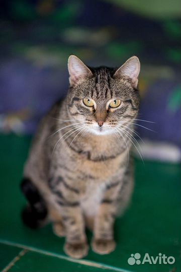 Кошка в дар