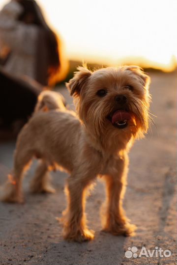 Вязка голден (голдаст) йорк