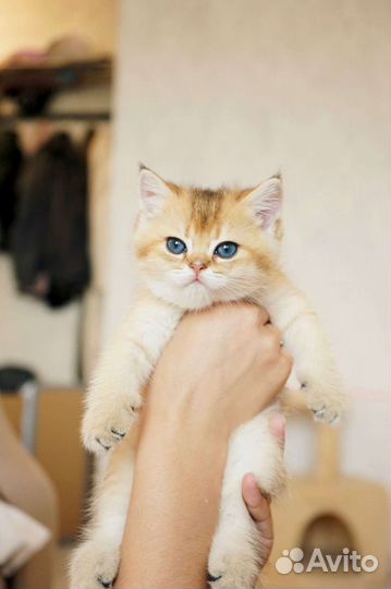 Котята золотой шиншиллы BRI NY11; NY12; NY25