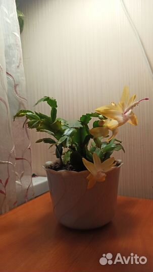 Декабрист шлюмбергера желтый