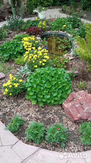 Фиалка Сестринская, Каменная роза,Люпин