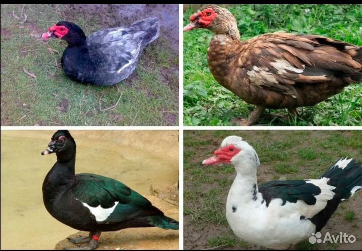 Продаем селезней индоуток