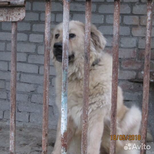 Передержка собак