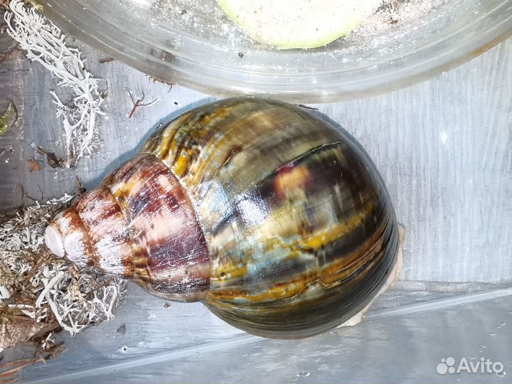 Улитка архахатина Бенин