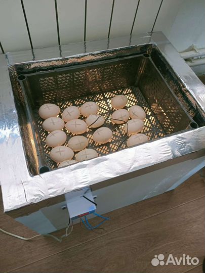 Инкубатор для яиц