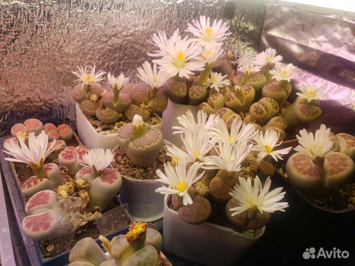 Продам литопс