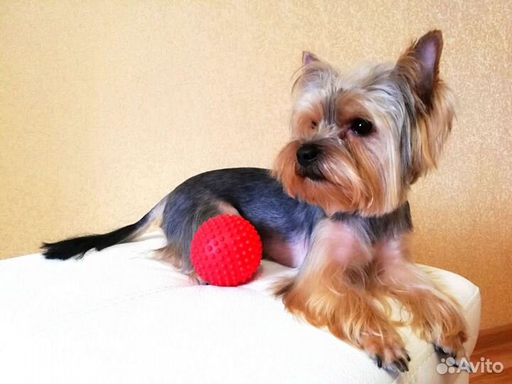 Йоркширский терьер вязка