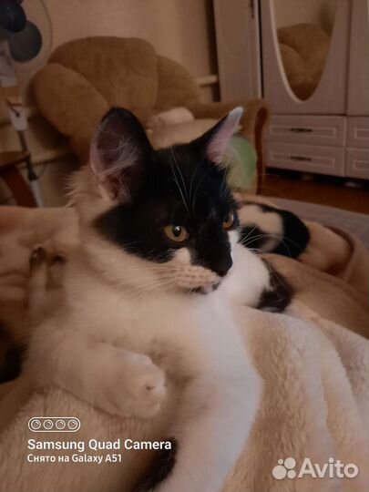 Лёлик. Котик в добрые руки