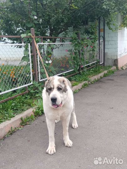 Среднеазиатская овчарка алабай