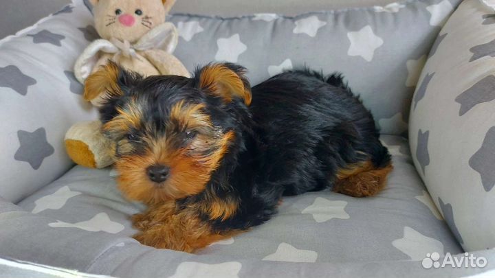 Щенки Йоркширского терьера милашки