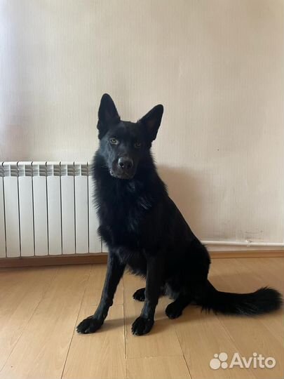 Самец для вязки