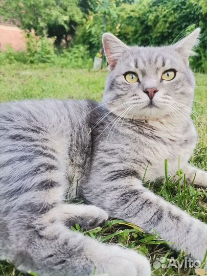 Британский кот