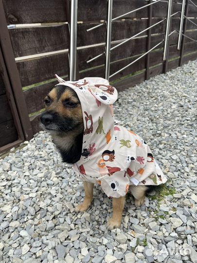 Одежда для собак Дождевик