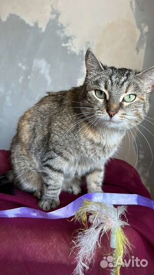Кошка в добрые руки, кошка ищет дом