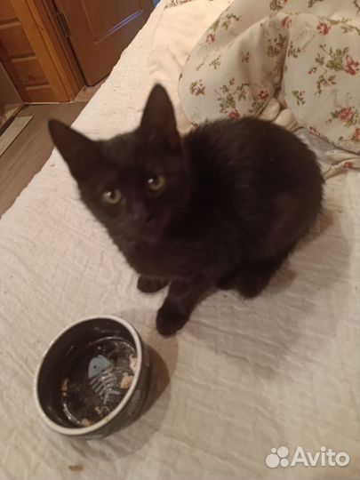 Кошечка бомбейская, маленькая пантера