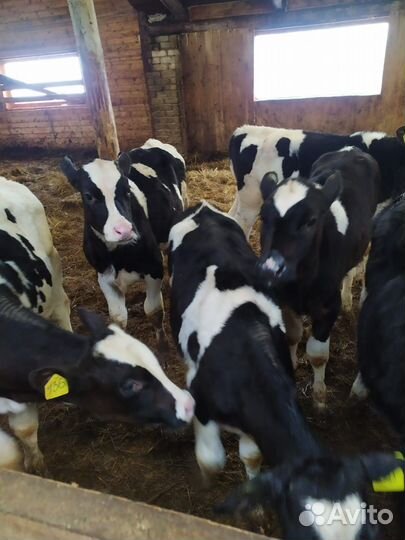 Бычки и телята