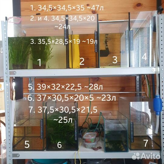 Анциструсы, меченосцы, гуппи, креветки, Аквариумы