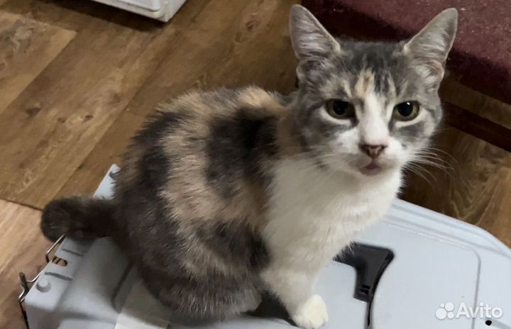 Кошка в дар бесплатно