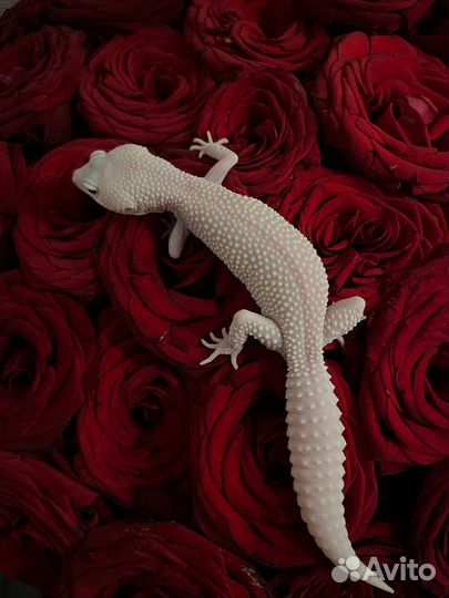 Ящерица эублефар Diablo Blanko