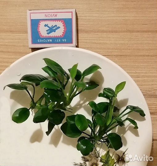 Растение для аквариума