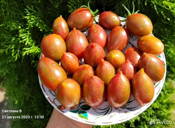 Набор из 5 коллекционных сортов томатов