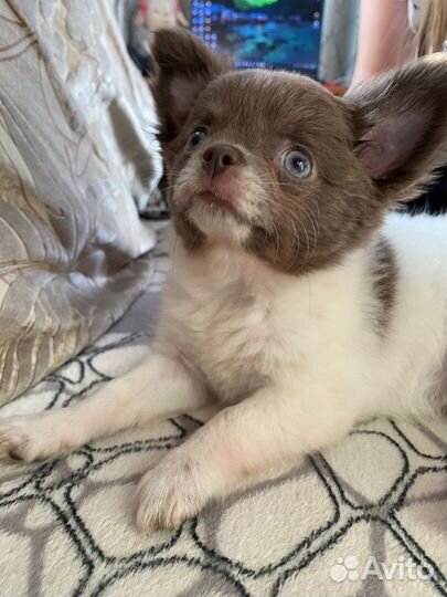 Девочка чихуахуа