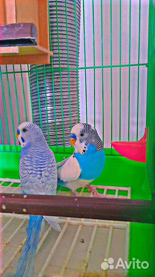 Поющие попугаи