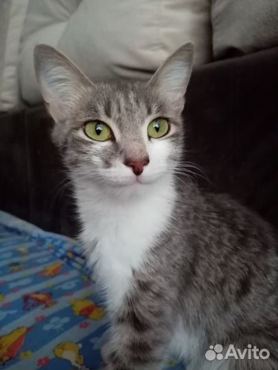 Кошечка стерилизованная
