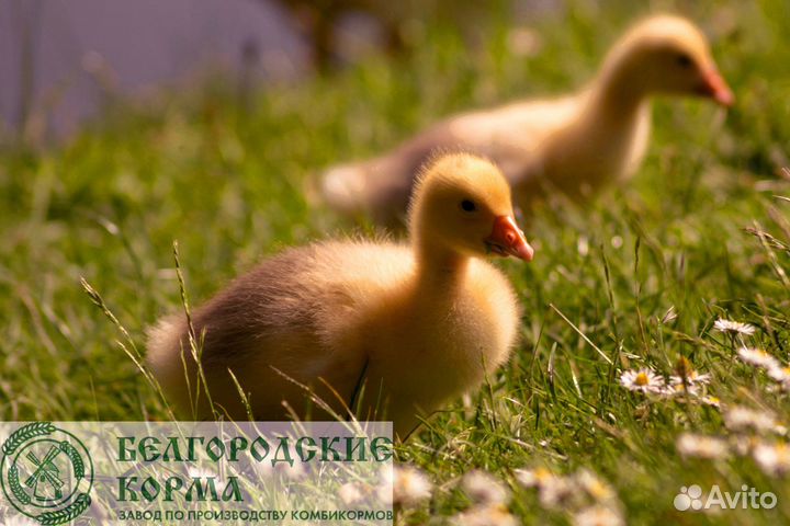 Комбикорм для водоплавающих