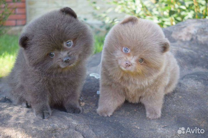 Экслюзивные редкие окрасы