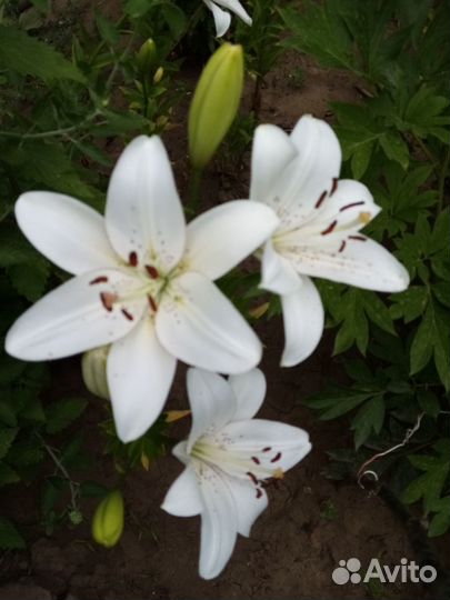 Цветы лилии