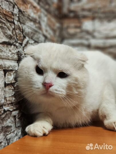Отдам кота в добрые руки
