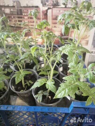 Рассада низкорослых томатов