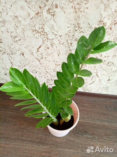 Замиокулькас