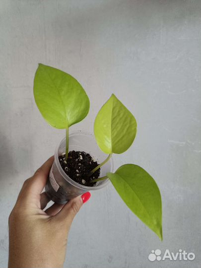 Сциндапсусы, филадендроны, эпипремнумы