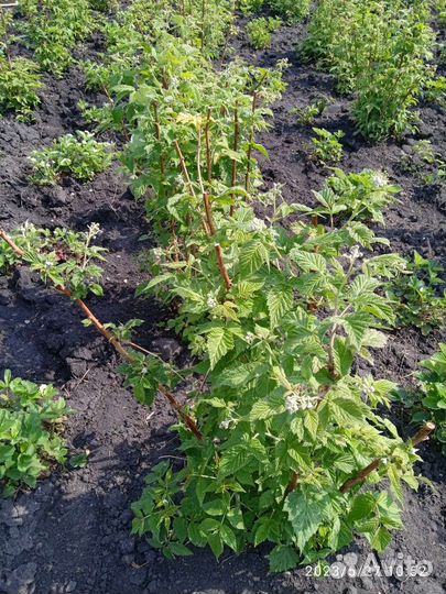 Саженцы Малины