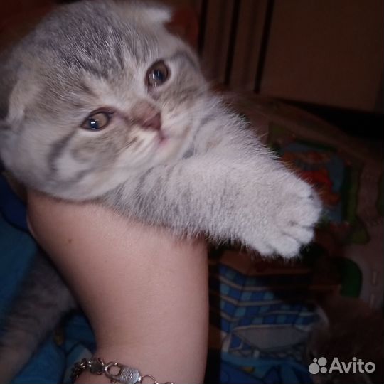 Британские котята