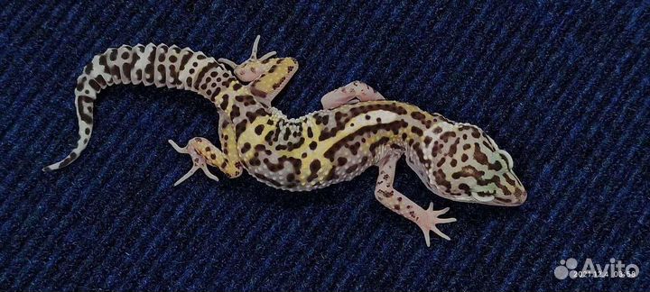 Леопардовые гекконы, Эублефары