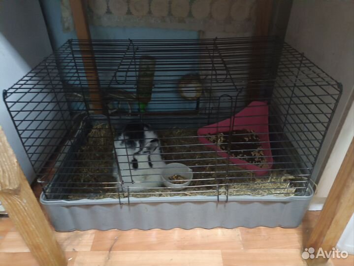 Кролик вместе с клеткой