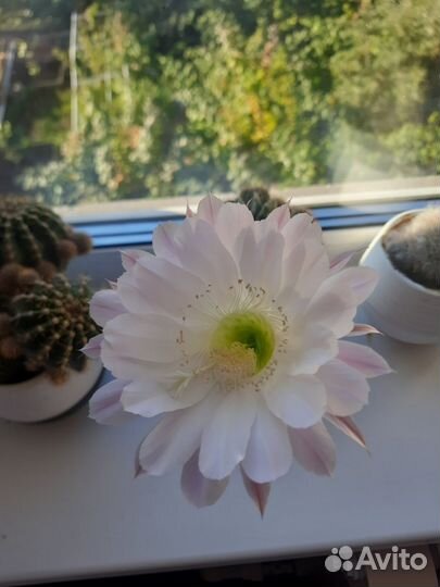 Кактусы и суккуленты