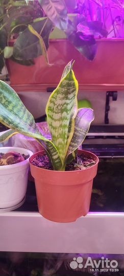 Сансевиерия