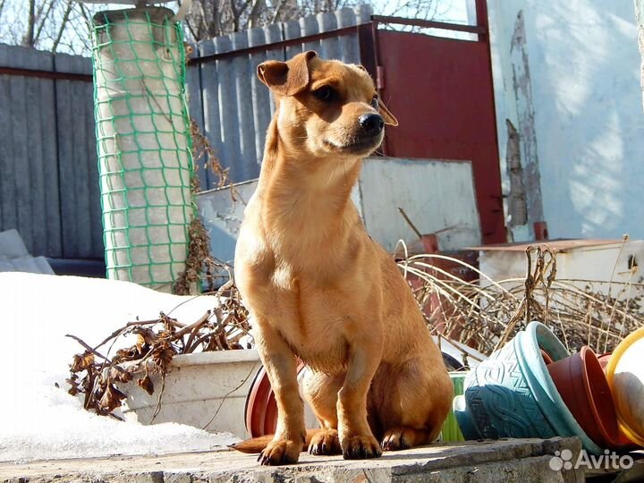Щенок маленькой собачки девочка в добрые руки
