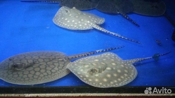 Более 300 видов рыб